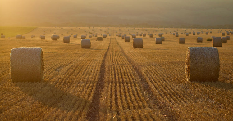 Three Applications of FoliarBlend® Make the Difference in Milo & Wheat in Texas