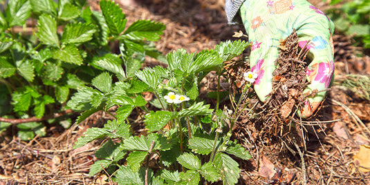 How to Make Mulch for Your Garden