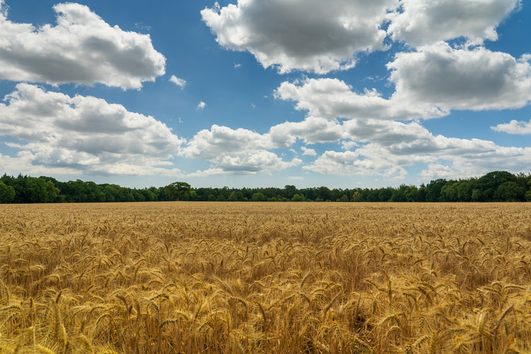 Single FoliarBlend® Application Increased Wheat Yield