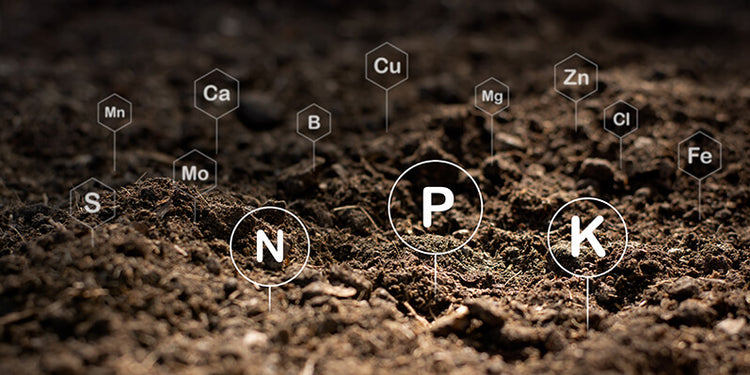 Organic Nitrogen in Soil