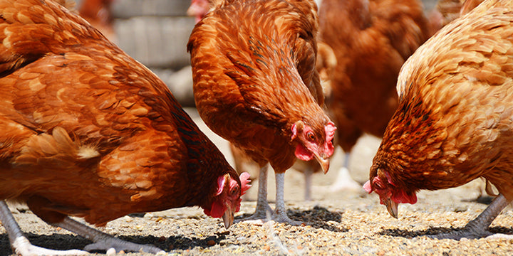 Prebiotics in the Poultry Industry - AgriGro