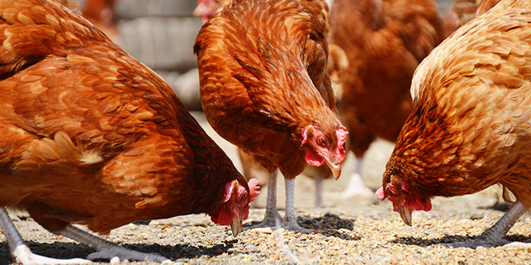Prebiotics in the Poultry Industry