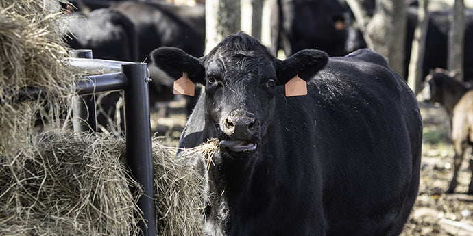 Protein Supplementation Benefits Cattle
