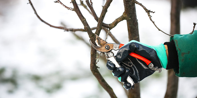 Winter Pruning: A Guide for Your Garden