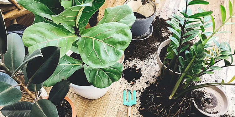 Late Summer is the Best Time to Repot Your Growing Houseplants - Here's How