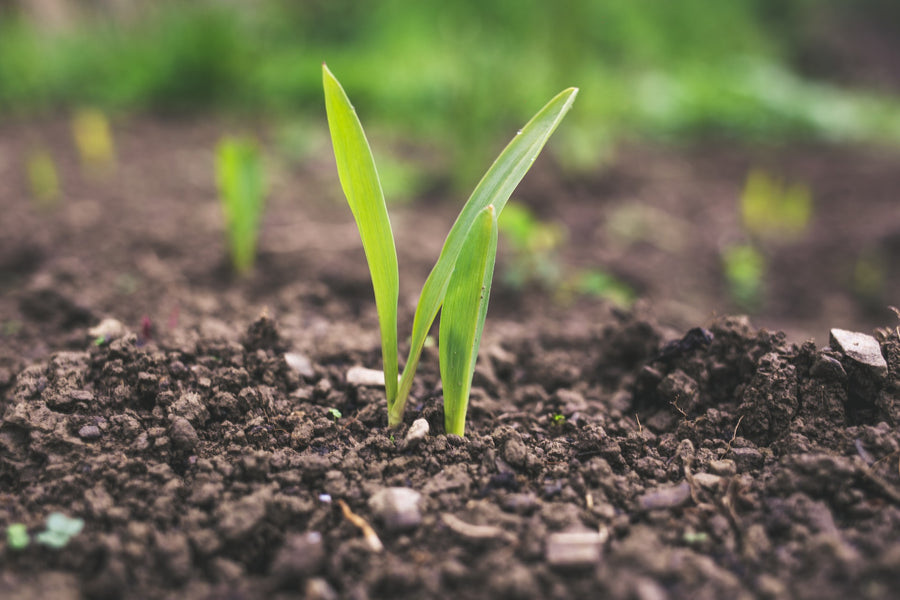FoliarBlend® Increases Sugar Beet Yields by 20%