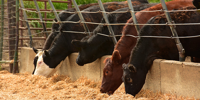 Ruminant Nutrition - Back to the Basics