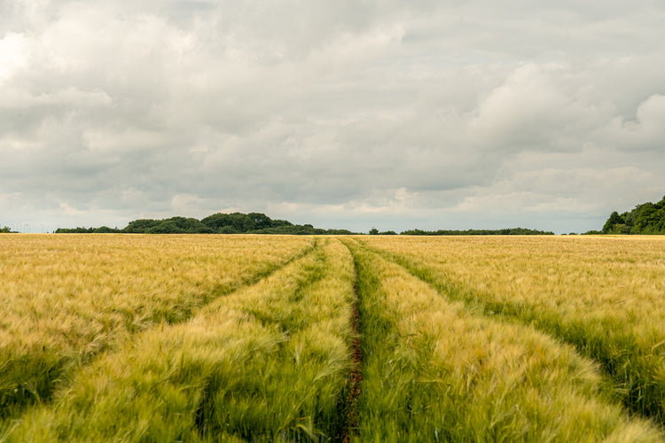 Uruguay Farm Trial Yields a 22% Kg/Ha Increase in Barley