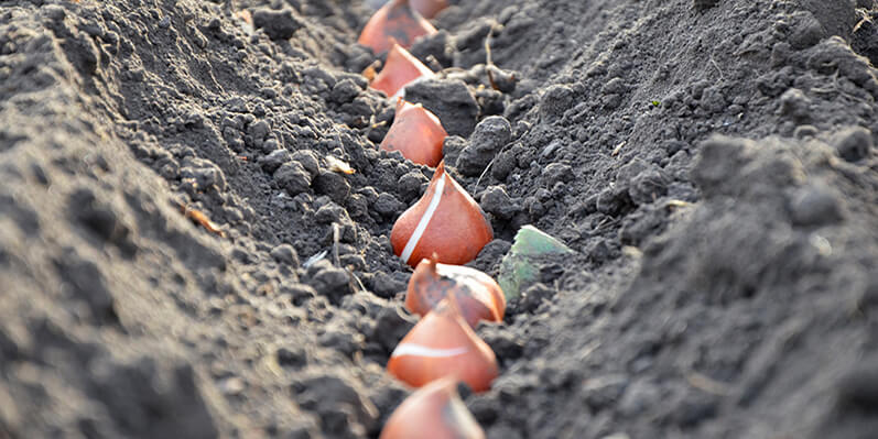 Plant Spring Flowering Bulbs Now