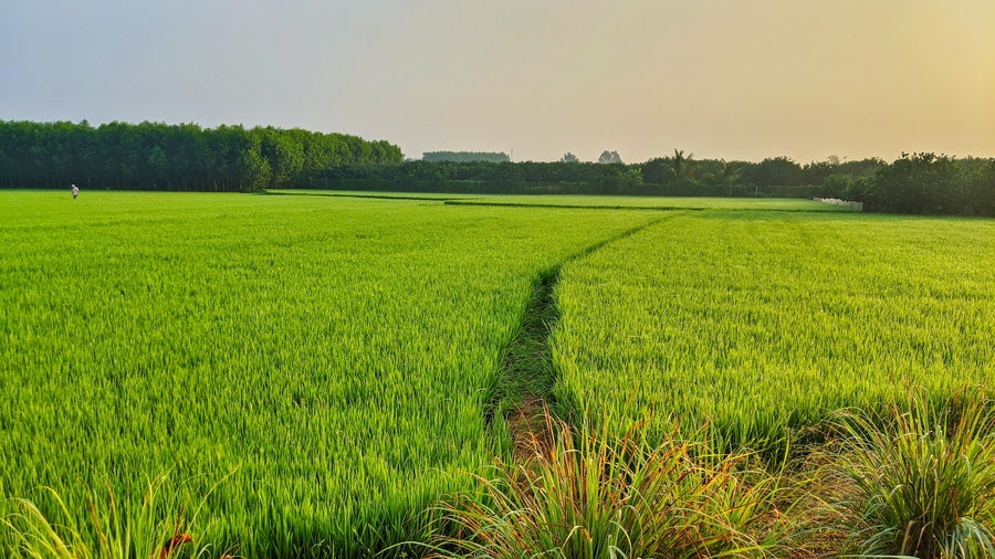 FoliarBlend® Increases Rice Yield by 1,093 Lbs / Acre in Belize