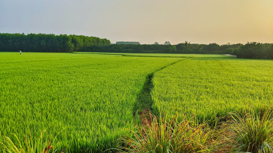 AgriGro® Nutritional Supplement Increases Rice Yields 7 BPA (1994)