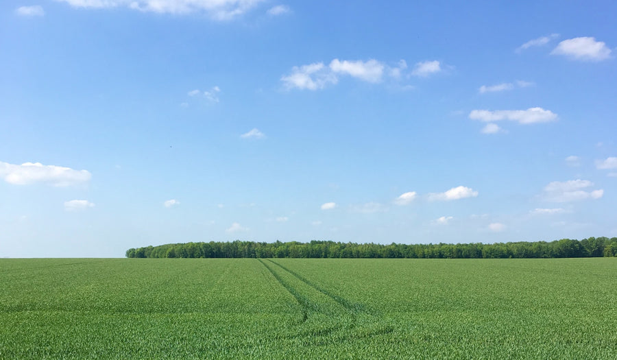 Georgia Farm Trial Shows Increased Peanut Yields