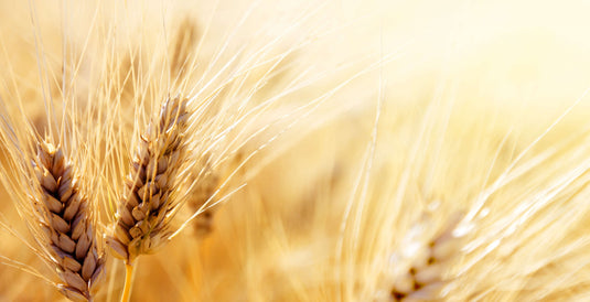 Milo and Winter Wheat - Forty Five Percent Yield Increase