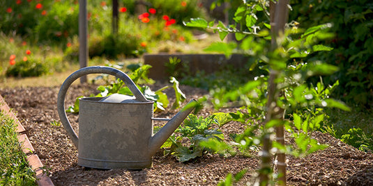 Tips for the First Time Gardener