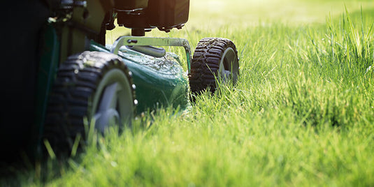 Turfgrass Response to Mowing Pt. 1