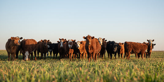 Vitamin & Mineral Supplementation in Cattle