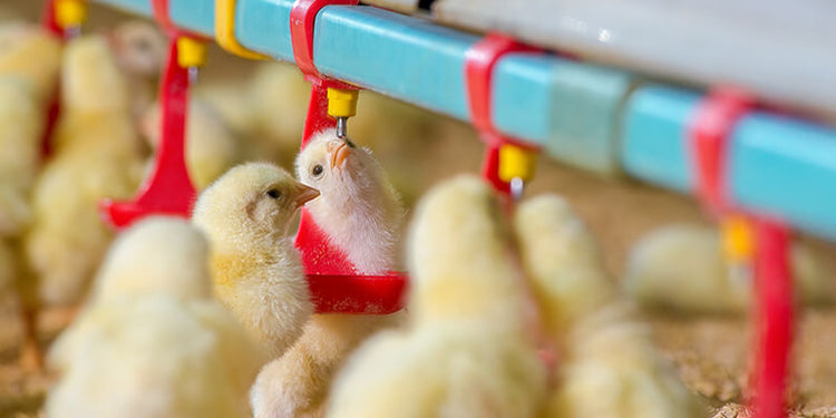 Preventing Harmful Water Factors in Poultry Production
