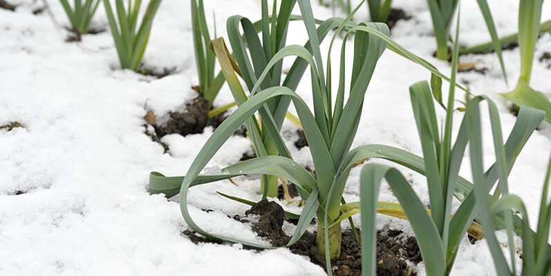 Growing a Winter Garden