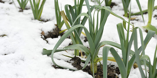Growing a Winter Garden