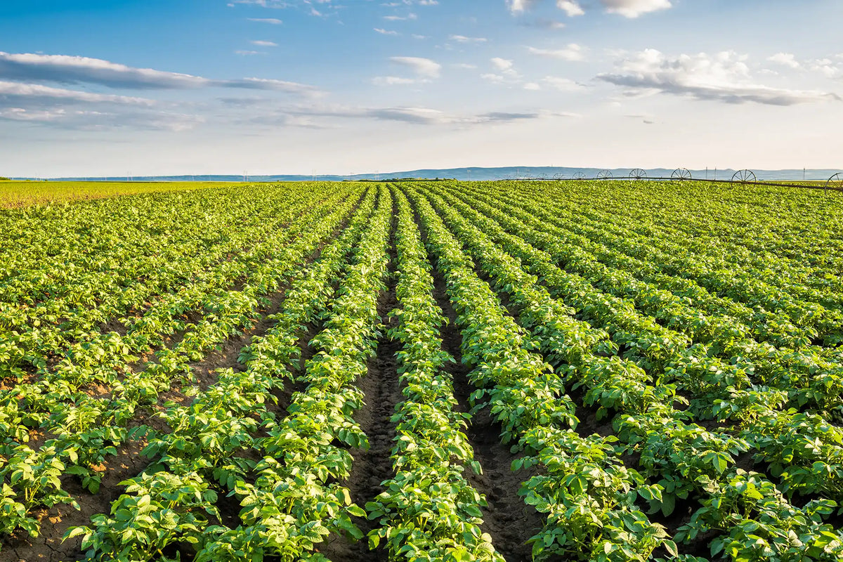AgriGro contact