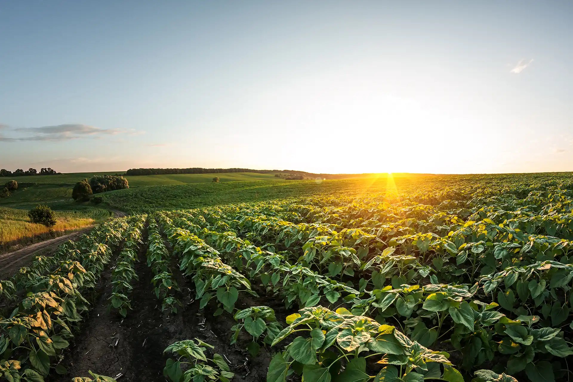 Root Zone Activation That Supports Emergence and Early Growth
