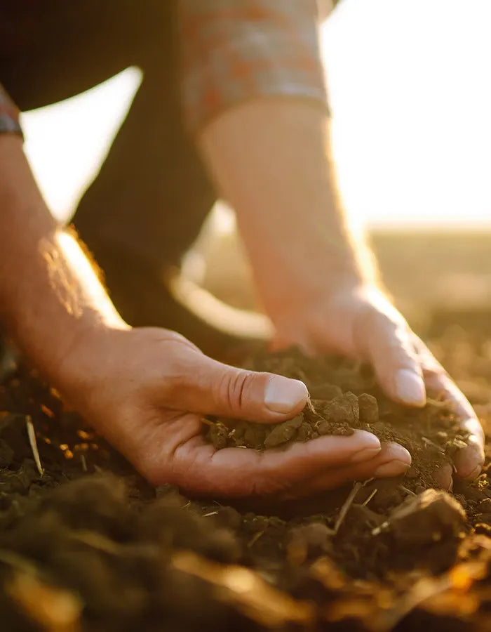 A grower holding a handful of field soil at sunset