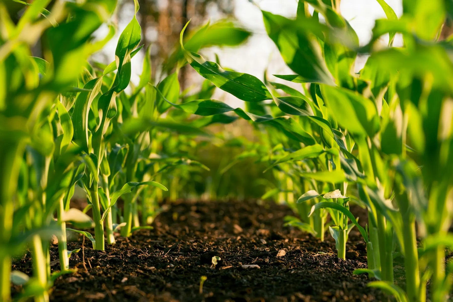 Rows of young corn emerging from dark soil