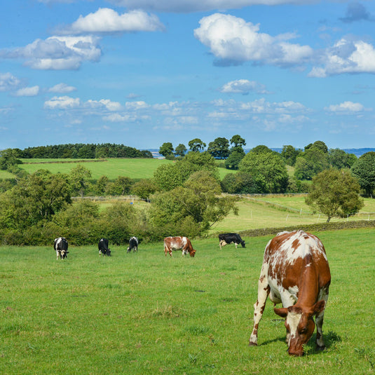 3 MISTAKES PASTURE MANAGERS MAKE