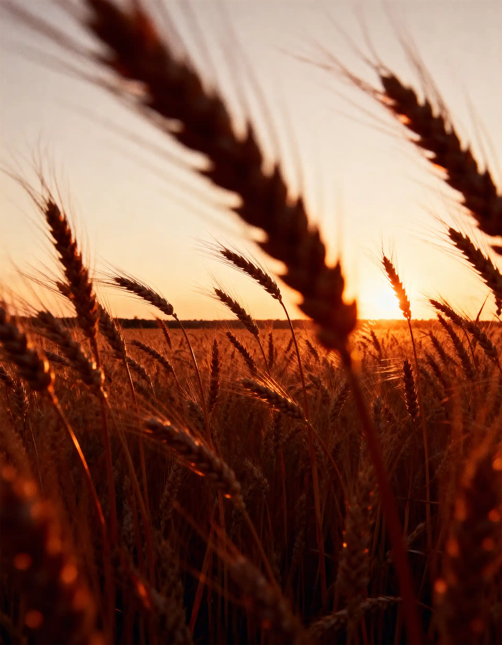 Soil Amendment That Improves Air and Water Movement