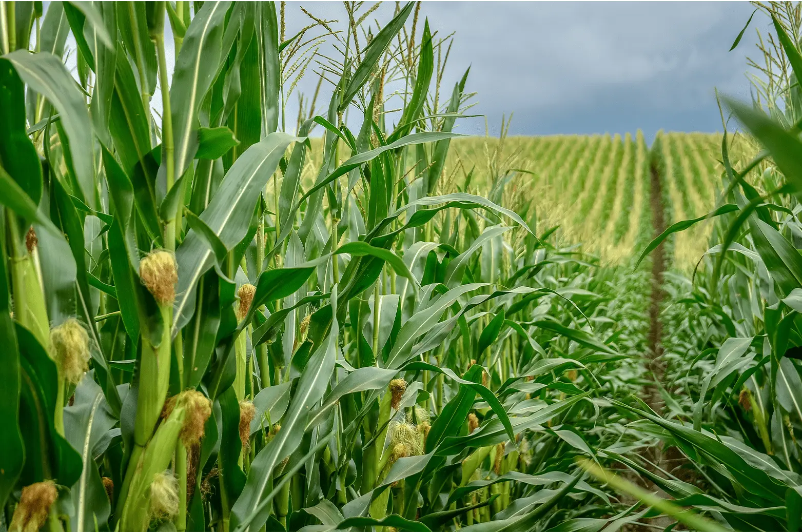 Advanced Biological Application Strategy