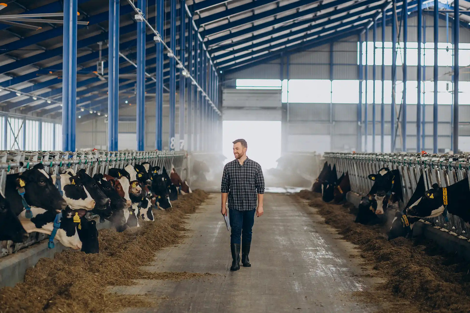 Livestock in barn
