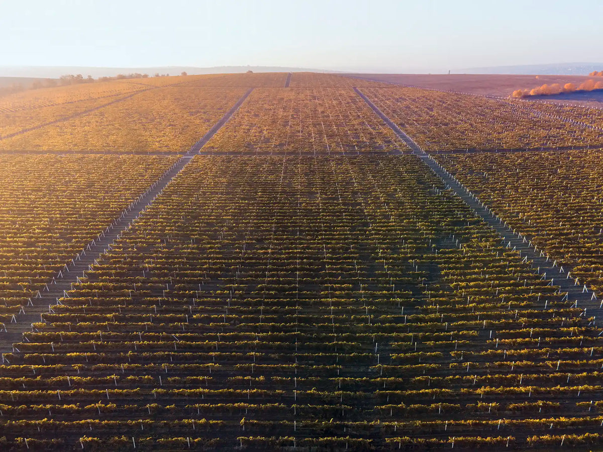 How SeedMaxx® Works: Biological Activation Technology